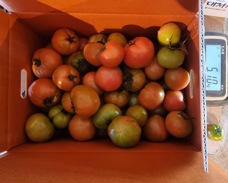 장터 상품 [대저토마토 못난이토마토(짭짤이) 마감] 썸네일