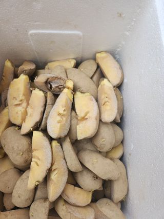 이대주님의 감자 · 자유게시판 작성글 사진