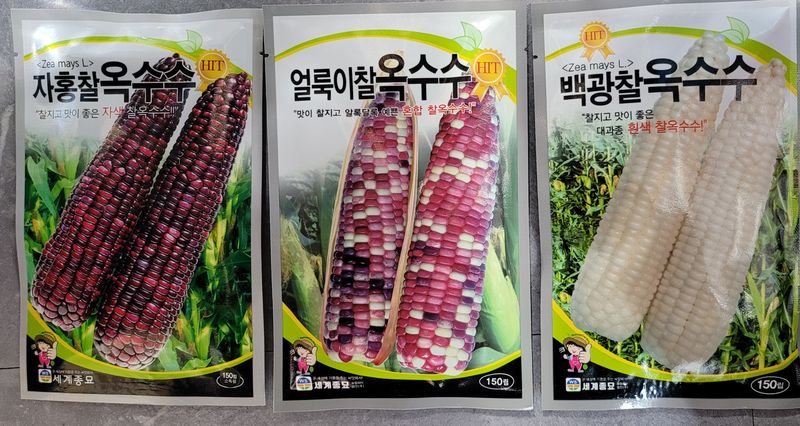 장터 상품 [옥수수씨앗 판매합니다] 썸네일