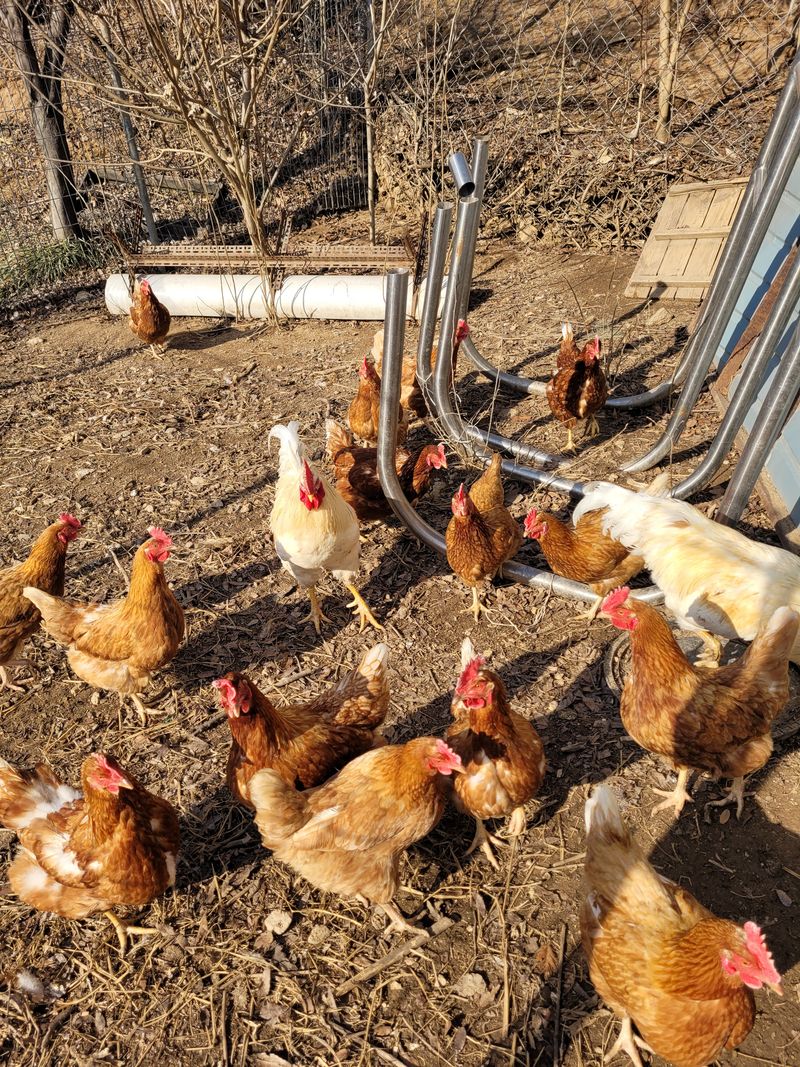 장터 상품 [장닭2k정도] 썸네일