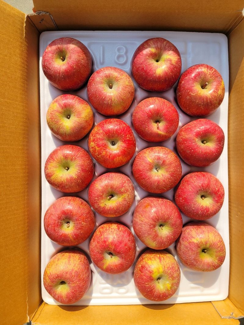 국민농산님의 장터 판매 상품 [영주사과 부사 2.5kg/5kg 무료배송] 첨부 사진