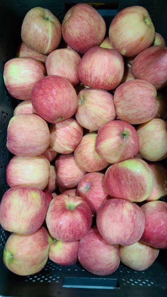 국민농산님의 장터 판매 상품 [영주사과 부사 2.5kg/5kg 무료배송] 첨부 사진