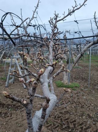 배농부(이레농원)님의 배 · 일상 작성글 사진