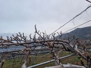 배농부(이레농원)님의 배 · 일상 작성글 사진