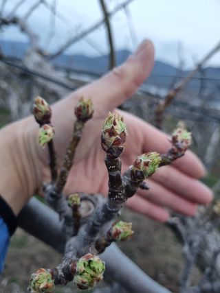 배농부(이레농원)님의 배 · 일상 작성글 사진