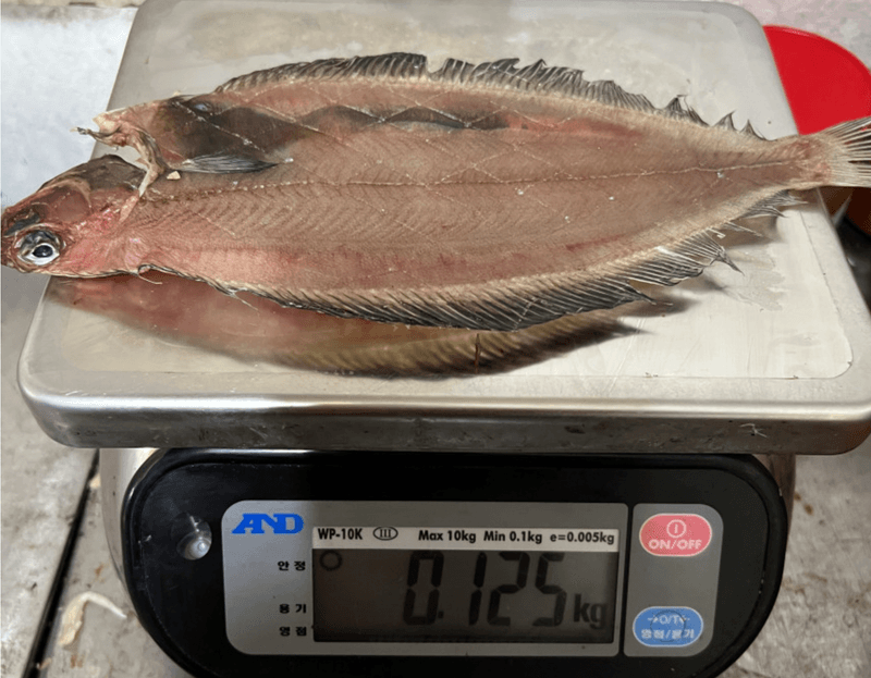 김승현님의 장터 판매 상품 [강구 명품 미주구리 반건조 가자미 75-125g] 첨부 사진