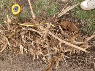 알 수 없음님의 두릅 · 삽목•정식 작성글 사진