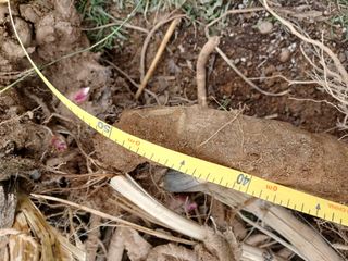 알 수 없음님의 두릅 · 삽목•정식 작성글 사진