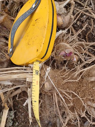 알 수 없음님의 두릅 · 삽목•정식 작성글 사진