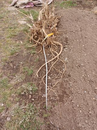 알 수 없음님의 두릅 · 삽목•정식 작성글 사진