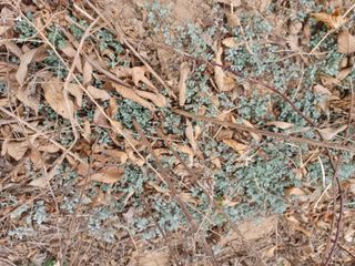 알 수 없음님의 두릅 · 삽목•정식 작성글 사진