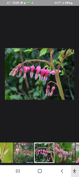 알 수 없음님의 두릅 · 삽목•정식 작성글 사진