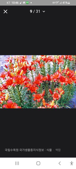 알 수 없음님의 두릅 · 삽목•정식 작성글 사진