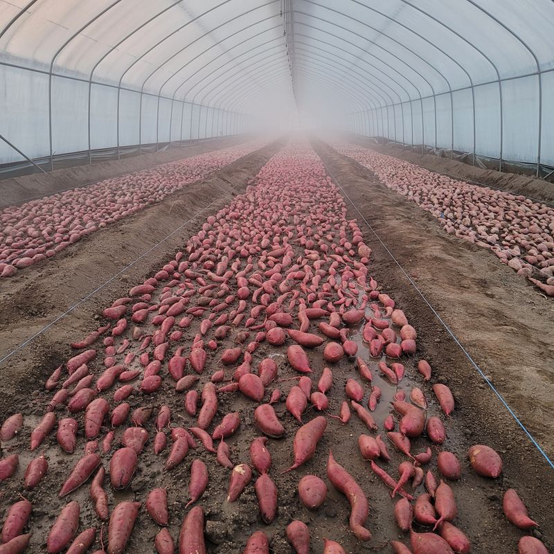 장터 상품 [여주꿀고구마10키로] 썸네일