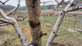 이장22님의 복숭아 · 병해충상담 작성글 사진