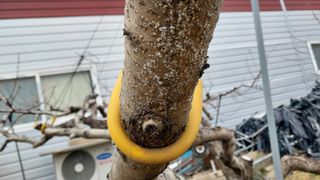 이장22님의 복숭아 · 병해충상담 작성글 사진