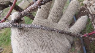 이장22님의 복숭아 · 병해충상담 작성글 사진