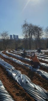 팜모닝 감자·자유게시판 게시글 이미지