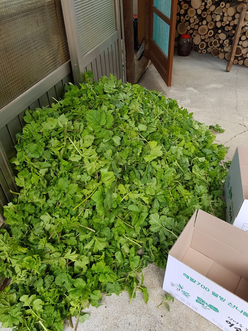 장터 상품 [어수리나물 ] 썸네일