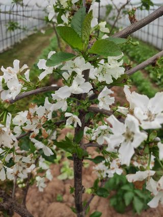 농민님의 기타작물 · 자유게시판 작성글 사진
