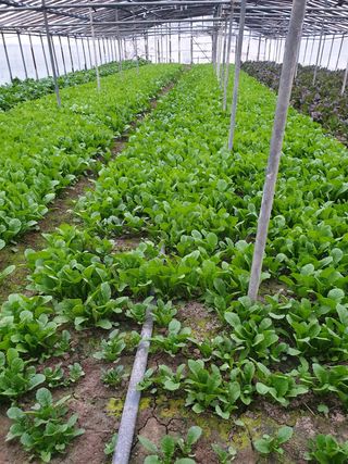 김화연님의 기타작물 · 자유게시판 작성글 사진