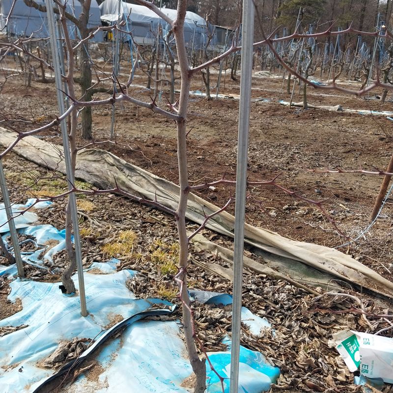 아로대추님의 장터 판매 상품 [대추묘목 2년생  10주  남았습니다] 첨부 사진
