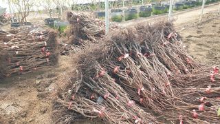 도기백님의 포도 · 자유게시판 작성글 사진