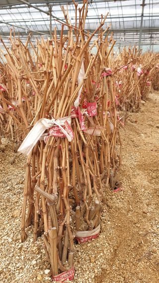 도기백님의 포도 · 자유게시판 작성글 사진