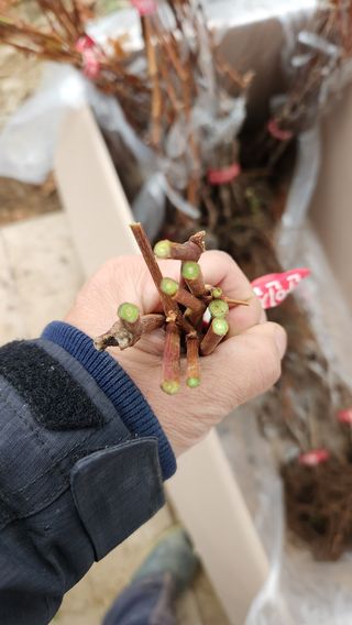 도기백님의 포도 · 자유게시판 작성글 사진