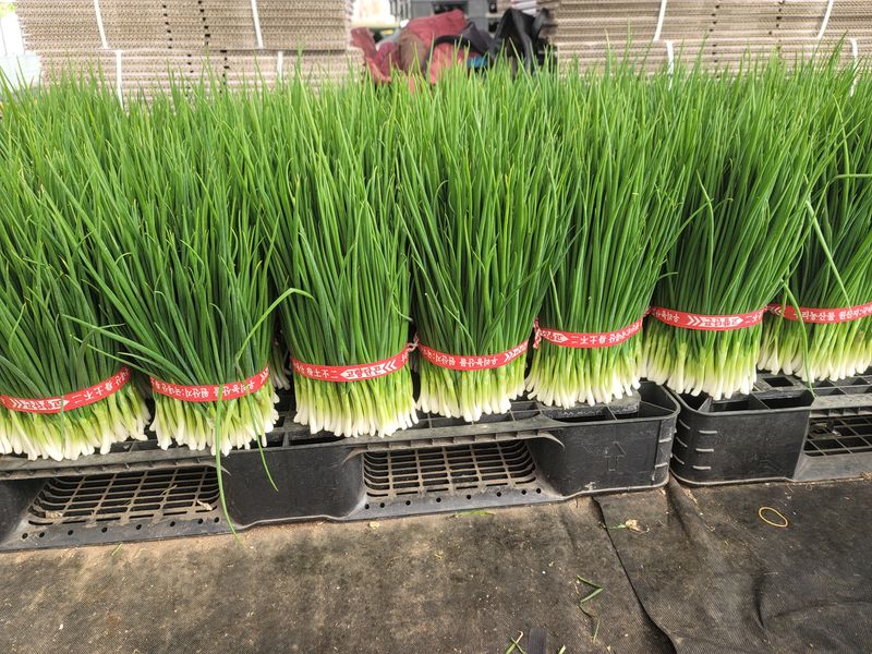 장터 상품 [노지깐쪽파1kg] 썸네일