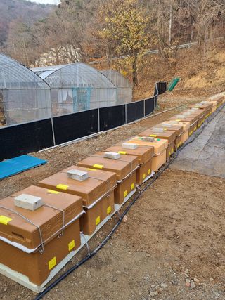 장세환(산들꿀벌농장님의 자유주제 · 자유게시판 작성글 사진