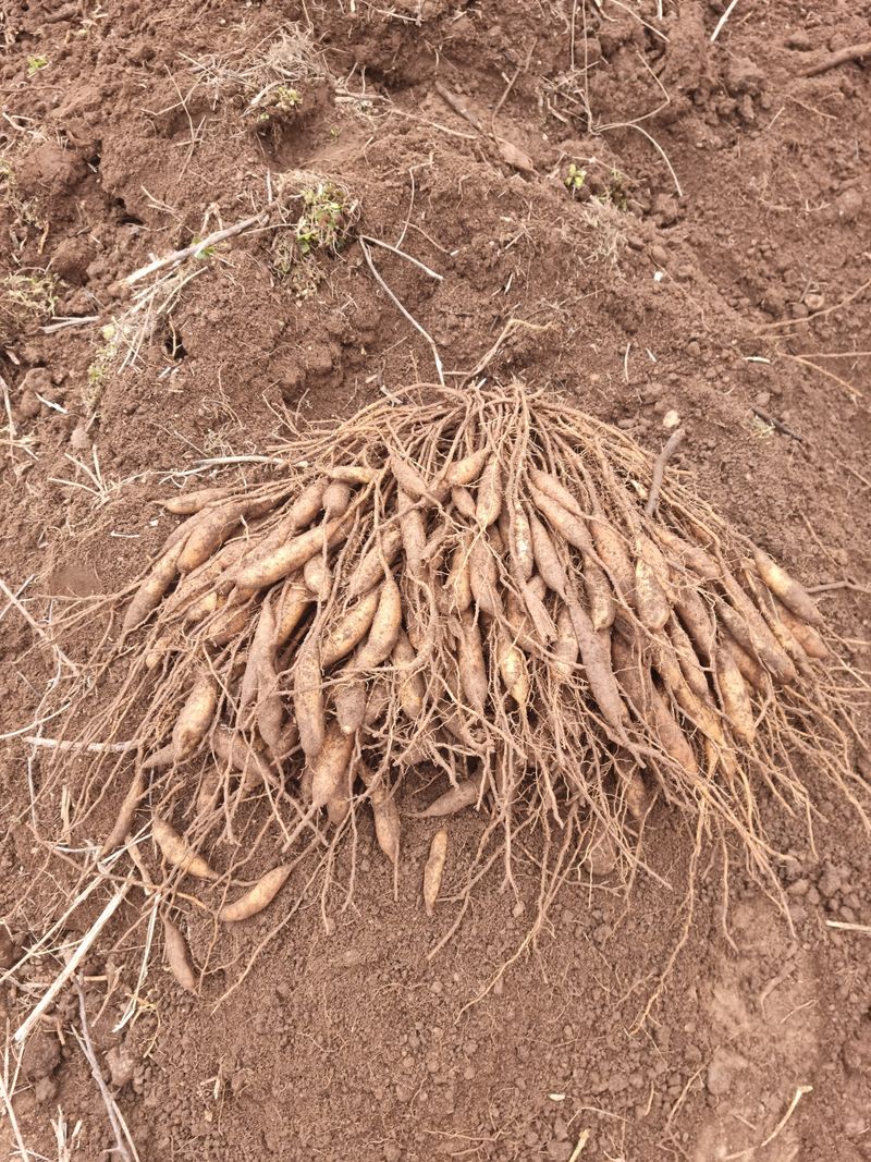 장터 상품 [천문동 1kg] 썸네일