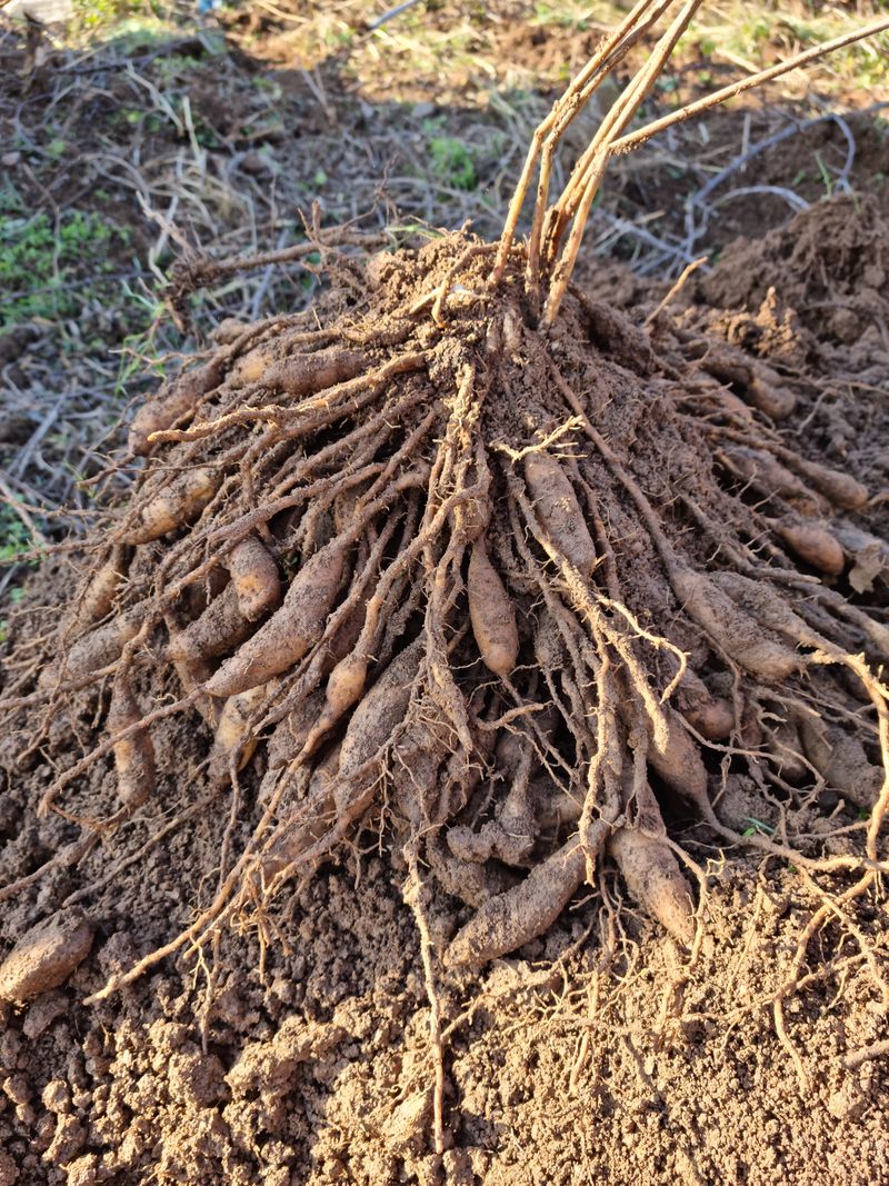 박미진(산약초농원)님의 장터 판매 상품 [천문동 1kg] 첨부 사진