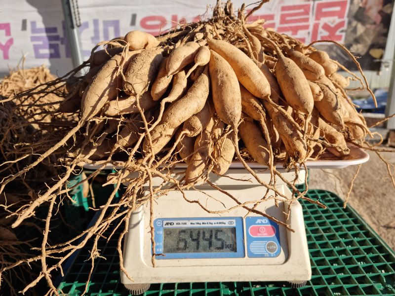 박미진(산약초농원)님의 장터 판매 상품 [천문동 1kg] 첨부 사진