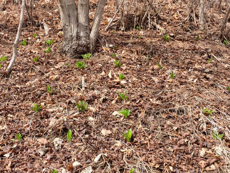 장터 상품 [명이나물(산마늘)3~4년생판매완료] 썸네일