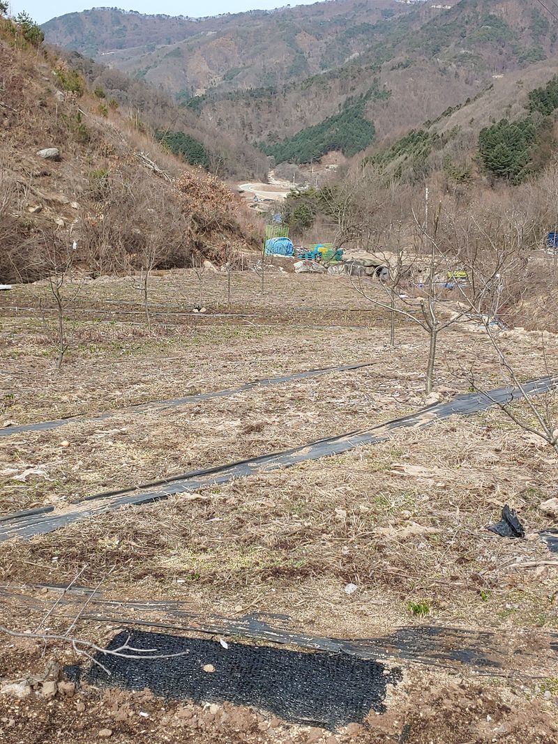 윤정숙님의 장터 판매 상품 [명이나물(산마늘)3~4년생판매완료] 첨부 사진