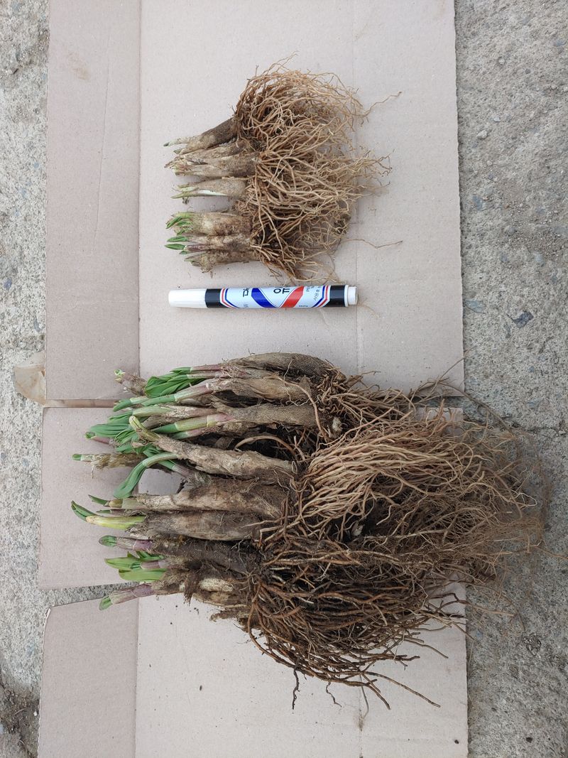 윤정숙님의 장터 판매 상품 [명이나물(산마늘)3~4년생판매완료] 첨부 사진