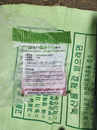 김찬우님의 옥수수 · 자유게시판 작성글 사진