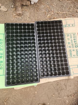 김찬우님의 옥수수 · 자유게시판 작성글 사진