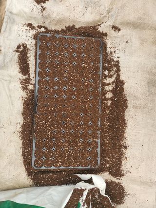 김찬우님의 옥수수 · 자유게시판 작성글 사진