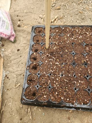 김찬우님의 옥수수 · 자유게시판 작성글 사진