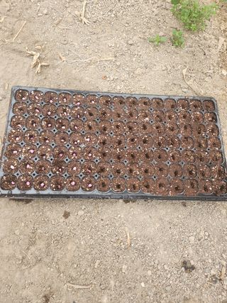 김찬우님의 옥수수 · 자유게시판 작성글 사진