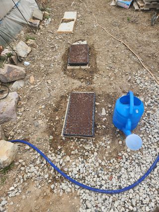 김찬우님의 옥수수 · 자유게시판 작성글 사진