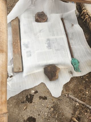 김찬우님의 옥수수 · 자유게시판 작성글 사진