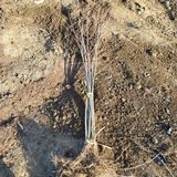 팜모닝 · 게시글 이미지