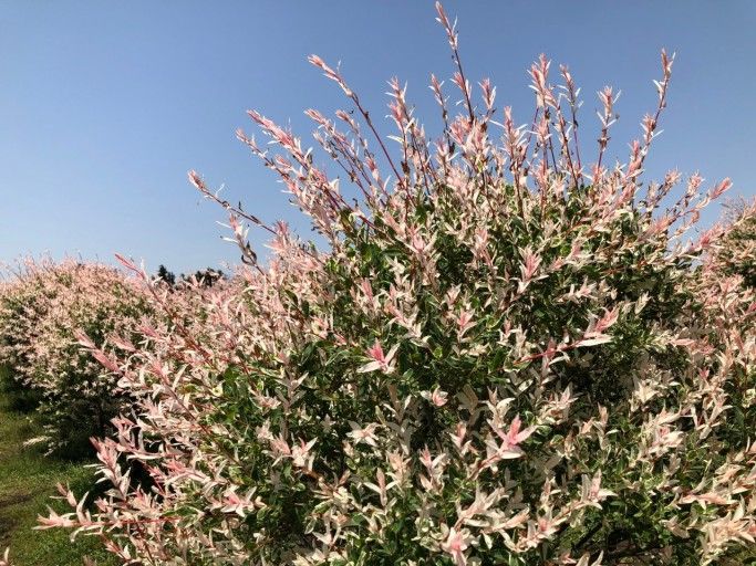 상호현님의 장터 판매 상품 [삼색버드나무(화이트핑크셀릭스)] 첨부 사진