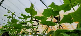 백승현님의 오이 · 자유게시판 작성글 사진