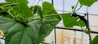 백승현님의 오이 · 자유게시판 작성글 사진