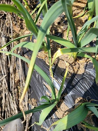 이승남님의 마늘 · 병해충상담 작성글 사진