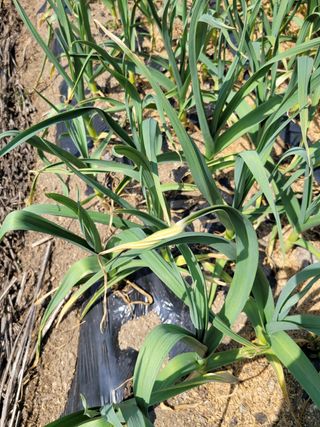 이승남님의 마늘 · 병해충상담 작성글 사진